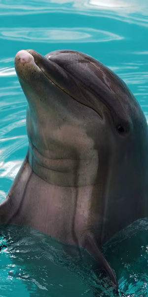 CZM_78_Dolphin_Adventure_Conzumal_1920x1080_LG